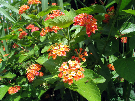ile_des_pins_04_lantana