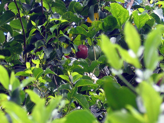 ile_des_pins_05_fruit_passion