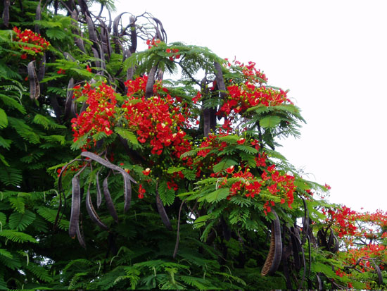 noumea_flamboyant