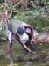 74_houailou_peche_crevette