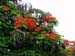 noumea_flamboyant